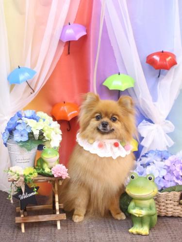 20230627ルルちゃん